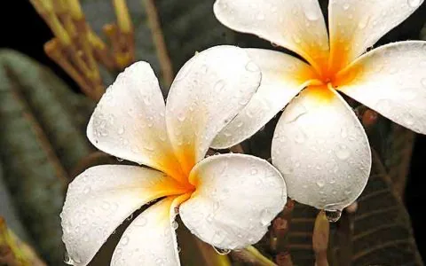 为何用鲜花作为供奉